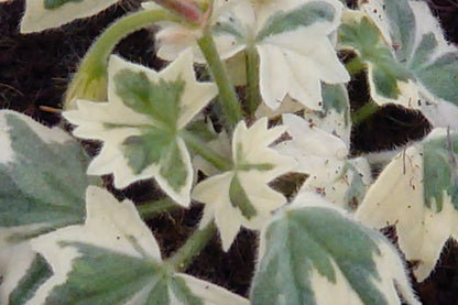 PELARGONIUM Silver Dawn image 1