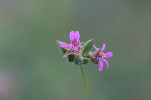 PELARGONIUM grossularoides image 0