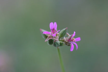 PELARGONIUM grossularoides image 0