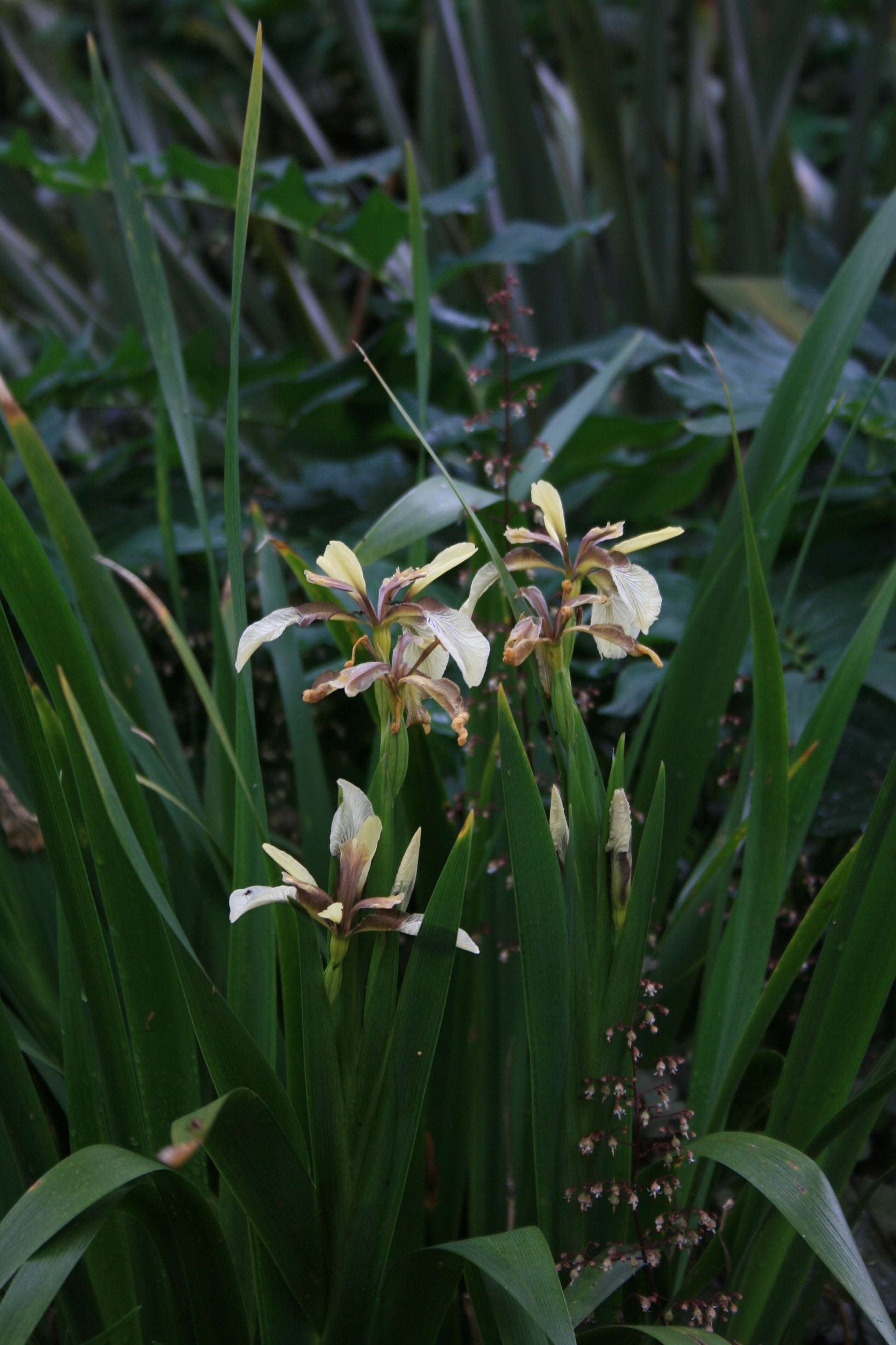 IRIS foetidissima image 1