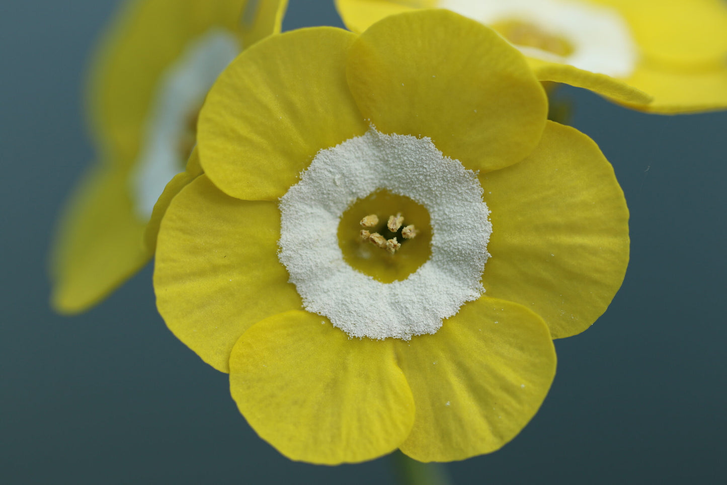 PRIMULA auricula Brasso image 0