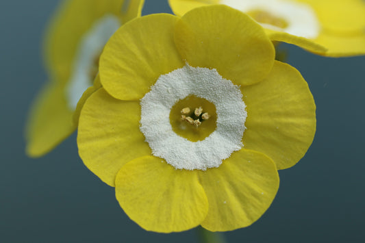 PRIMULA auricula Brasso image 0