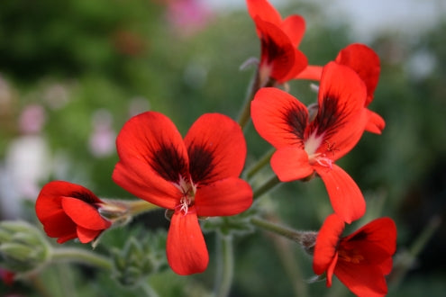PELARGONIUM ignescens image 1
