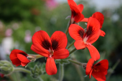 PELARGONIUM ignescens image 1