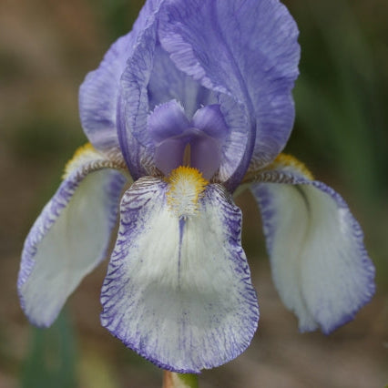 IRIS Nassak image 0