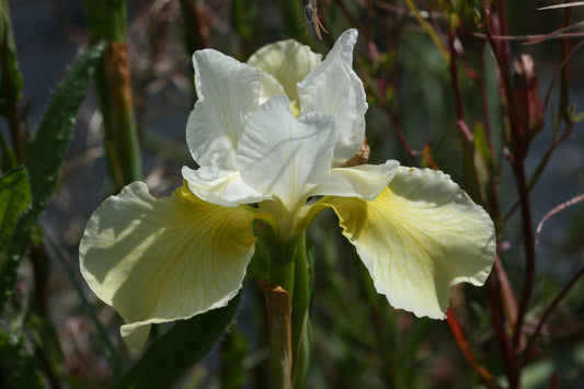 IRIS sibirica Butter and Sugar image 0