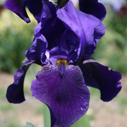 IRIS The Black Douglas image 0