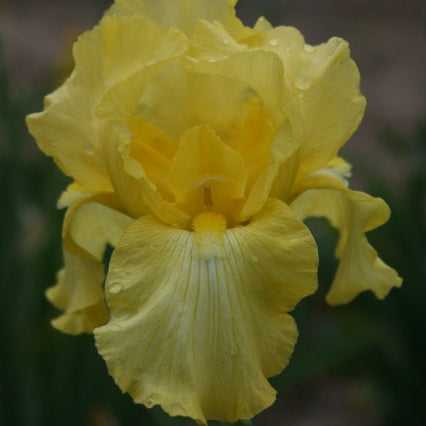 IRIS Harvest Of Memories image 0