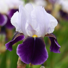 IRIS Braithwaite image 0