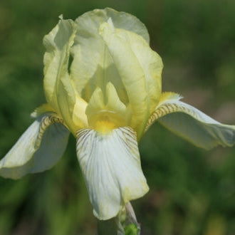 IRIS Flavescens image 0