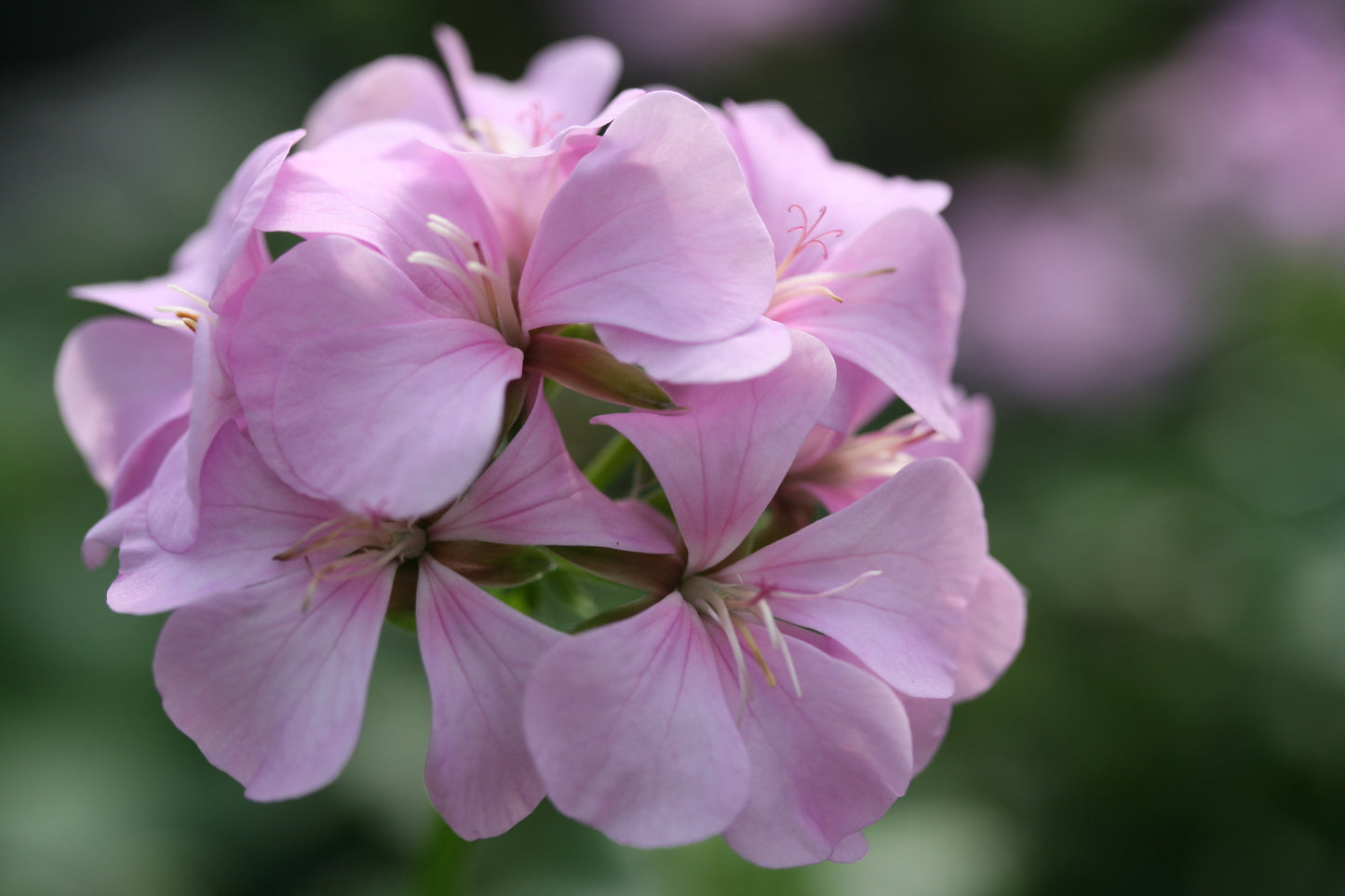 PELARGONIUM Fairlee image 0