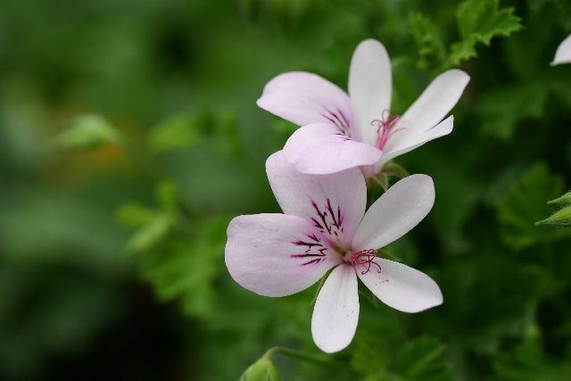 PELARGONIUM Prince Of Orange image 1