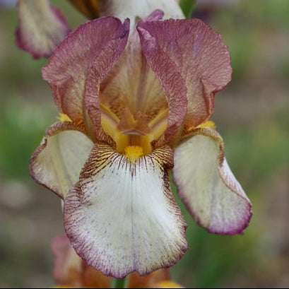 IRIS Benton Deirdre image 0