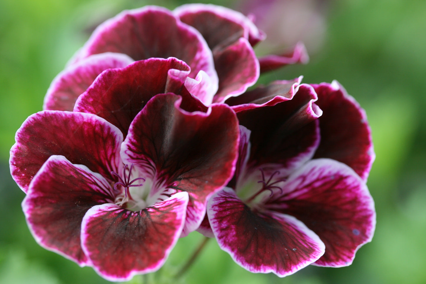PELARGONIUM Black Prince image 0