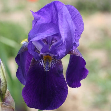 IRIS Buto image 0