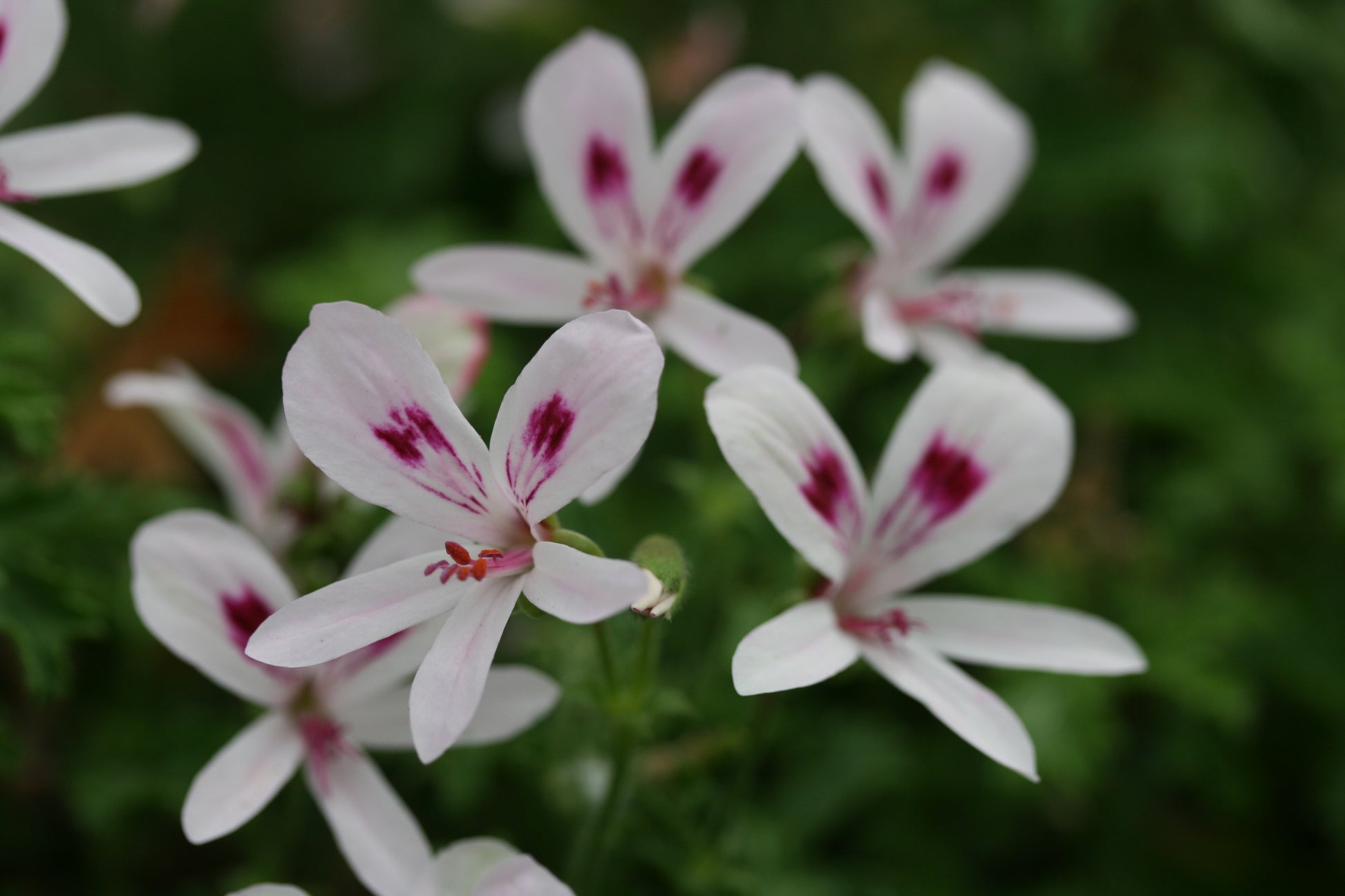 PELARGONIUM Lemon Kiss image 0