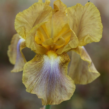 IRIS Oklahoma image 0