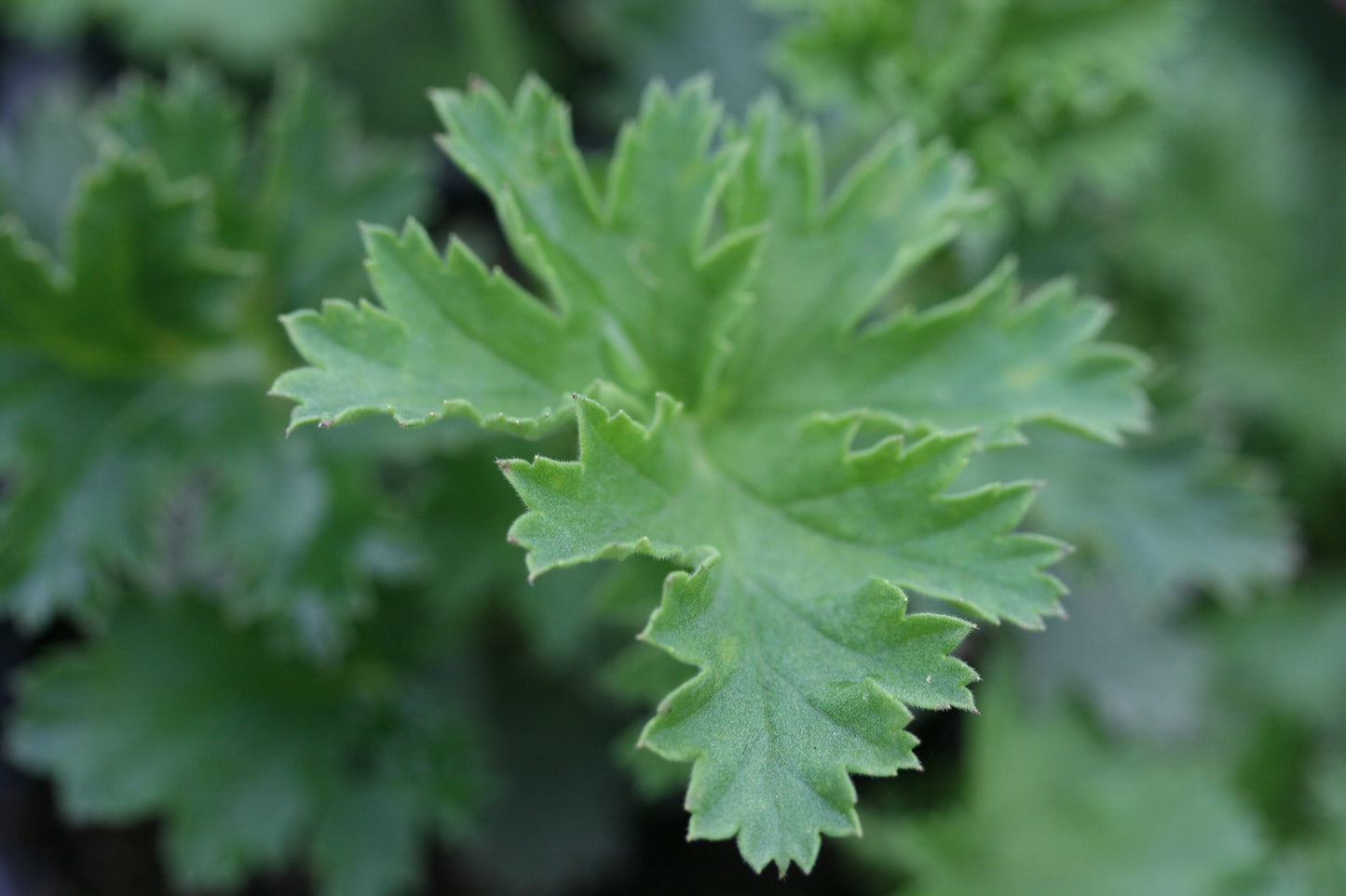 PELARGONIUM Fieldings Unique image 2