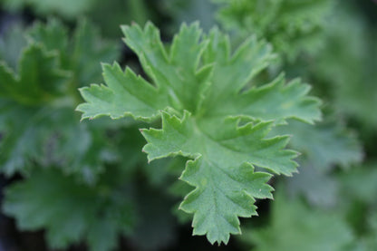 PELARGONIUM Fieldings Unique image 2