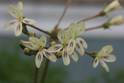 PELARGONIUM triste image 3