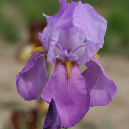 IRIS Dogrose image 0