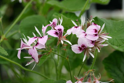 PELARGONIUM cordifolium rubrocinctum image 0