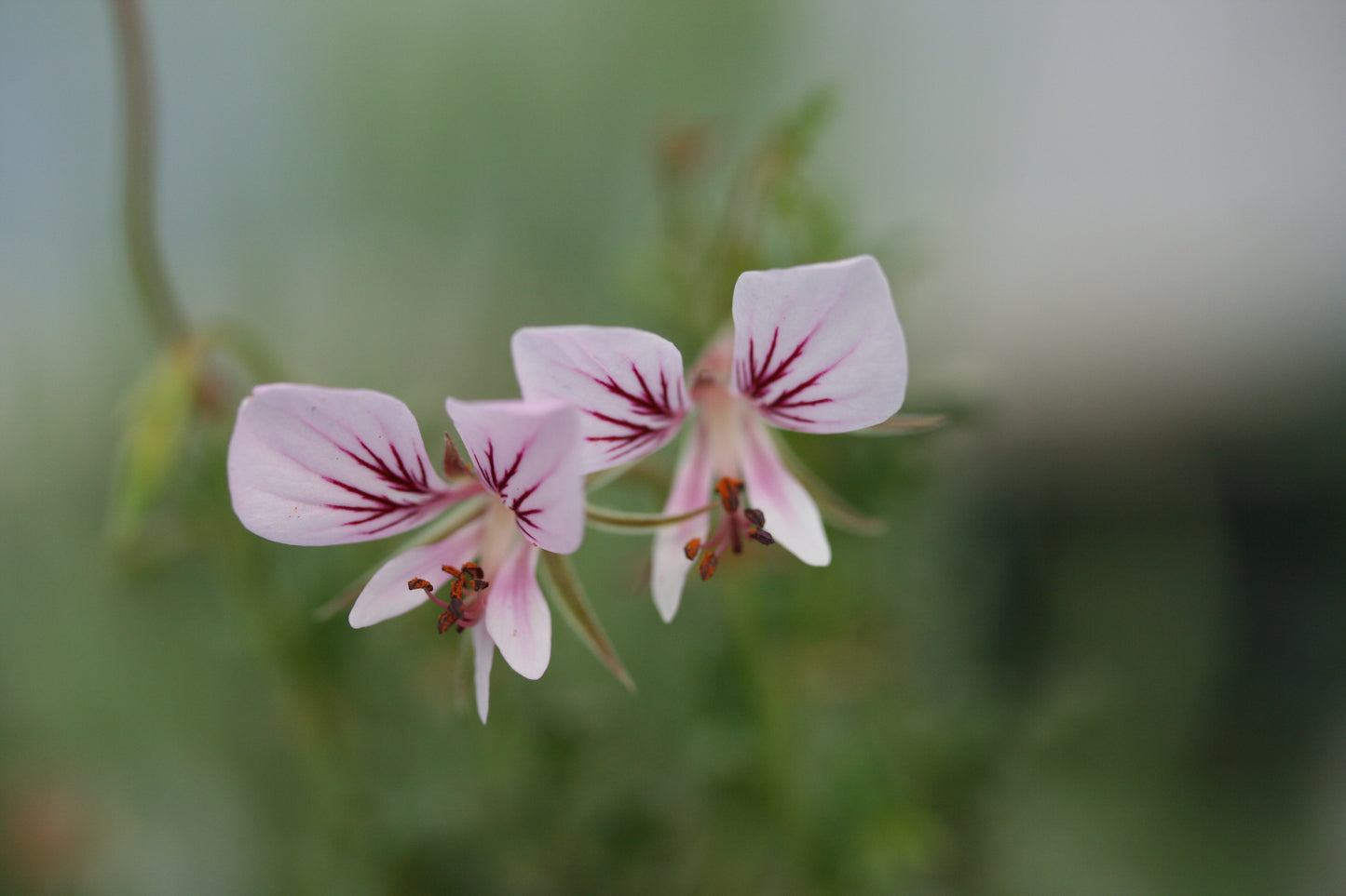 PELARGONIUM caucalifolium ssp caucalifolium image 0