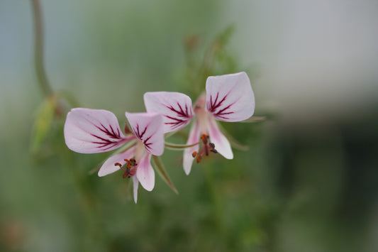 PELARGONIUM caucalifolium ssp caucalifolium image 0