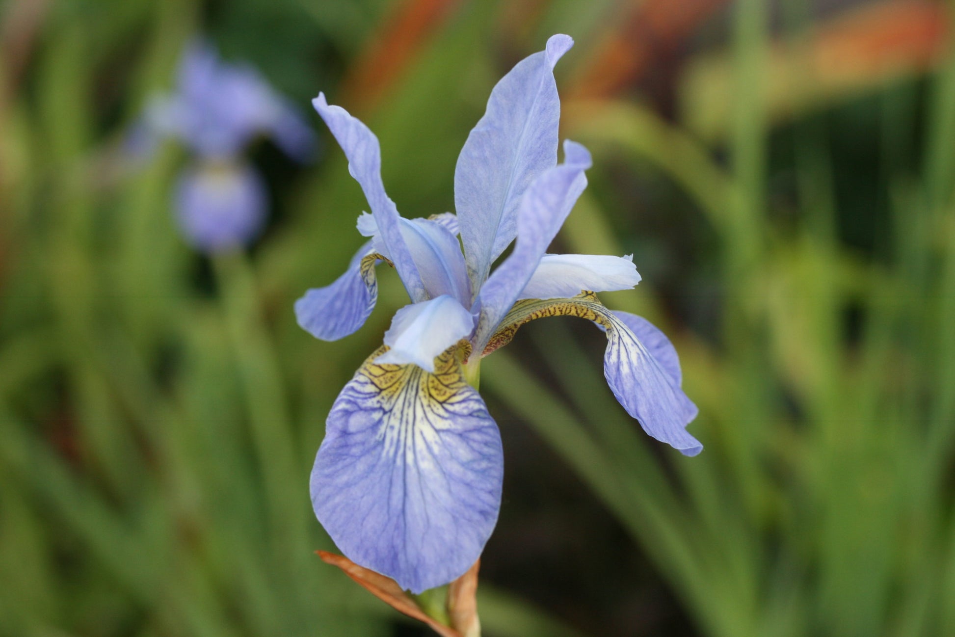 IRIS sibirica Perry’s Blue image 0