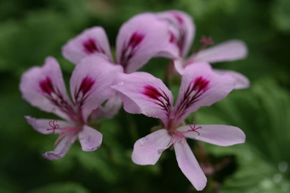 PELARGONIUM Orange Fizz image 0