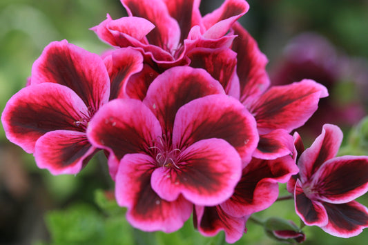 PELARGONIUM Yhu image 0