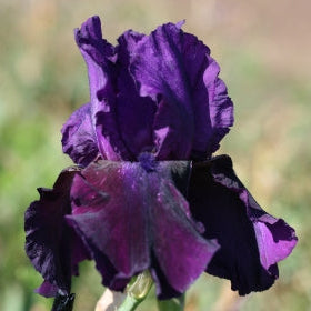 IRIS Midnight Caller image 0