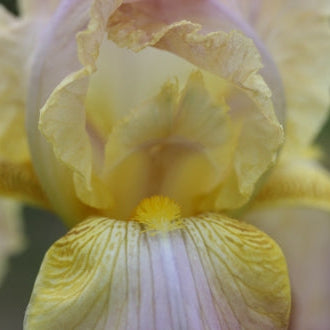 IRIS Chantilly image 2