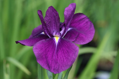 IRIS ensata Variegata image 0