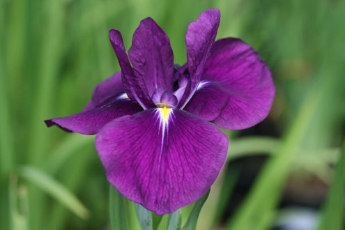 IRIS ensata Variegata image 0