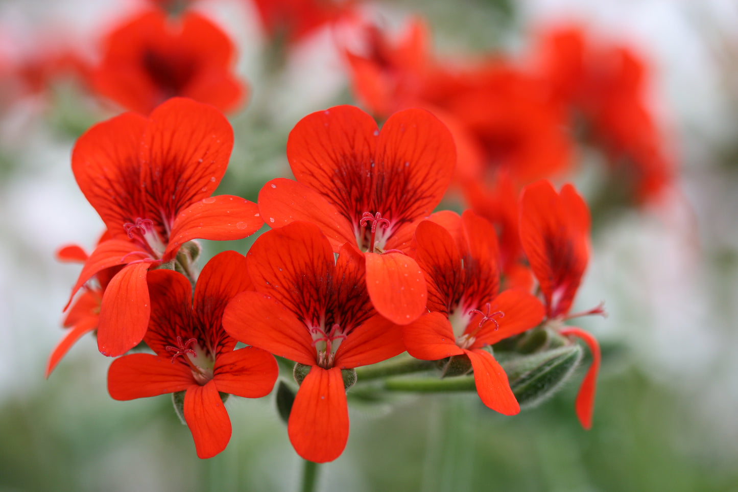 PELARGONIUM Lara Beacon image 0