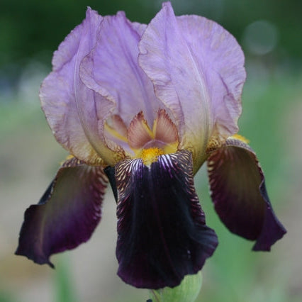 IRIS Ambassadeur image 0