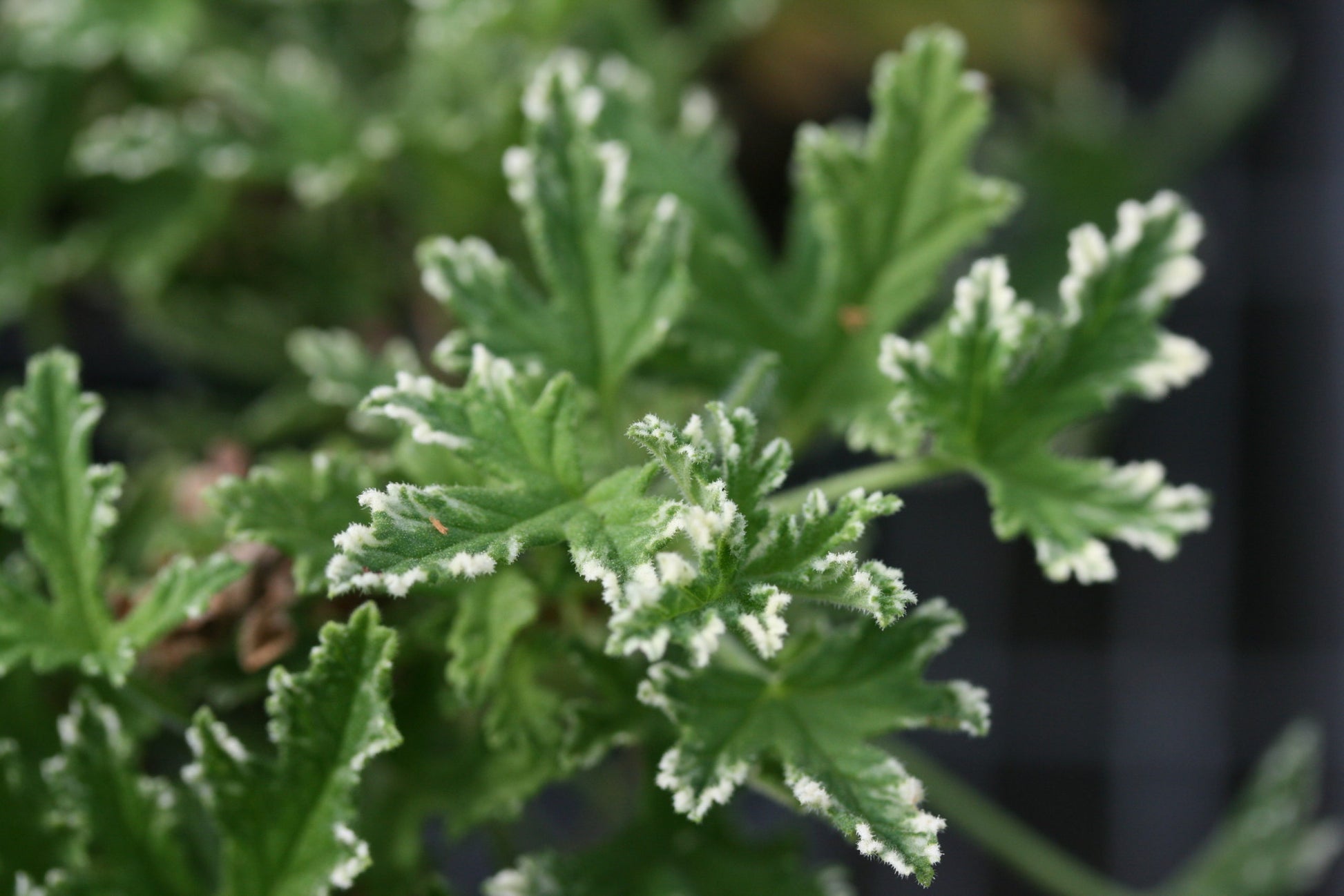 PELARGONIUM Fragrant Frosty image 1