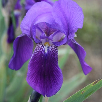 IRIS Kharput image 0