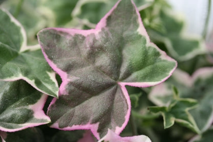 PELARGONIUM L Elegante image 2