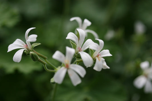PELARGONIUM odoratissimum image 0