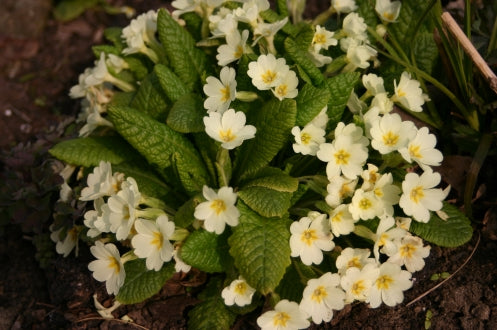 PRIMULA vulgaris image 2