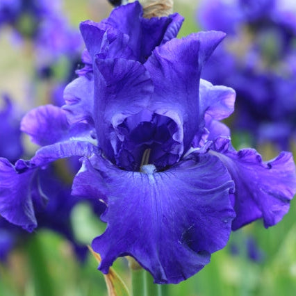 IRIS Stellar Lights image 0