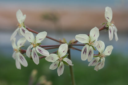 PELARGONIUM triste image 0