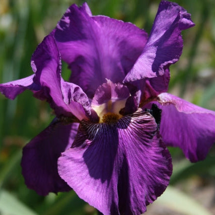 IRIS Benton Evora image 0