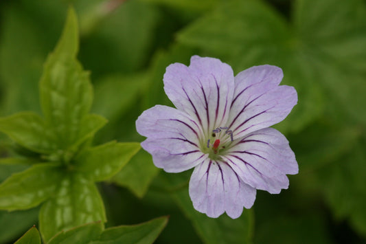 GERANIUM nodosum image 0