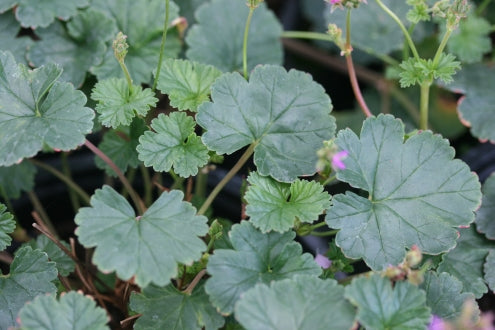 PELARGONIUM grossularoides image 2