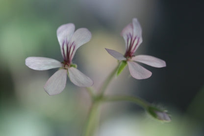 PELARGONIUM quinquelobatum image 3