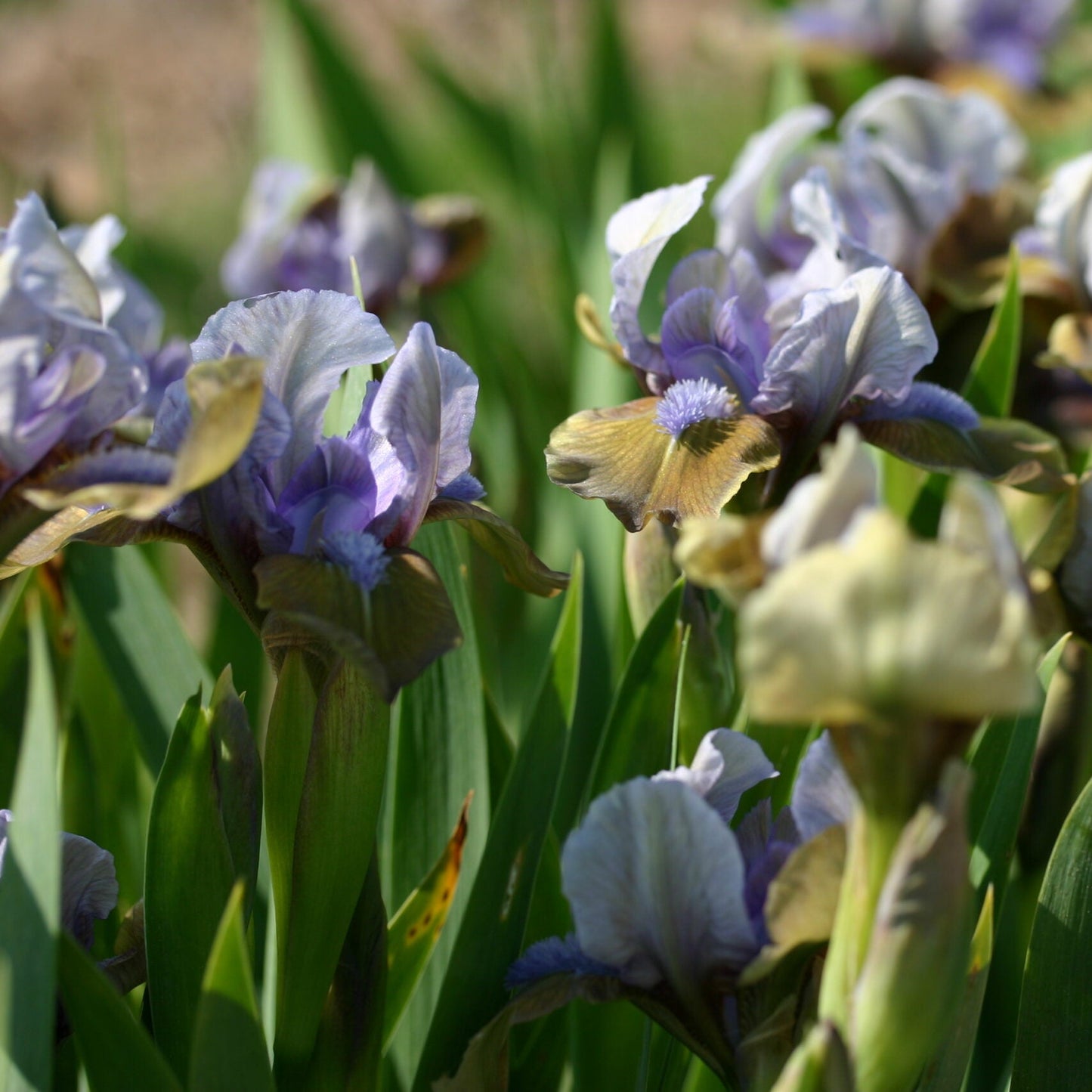 IRIS Hocus Pocus image 1