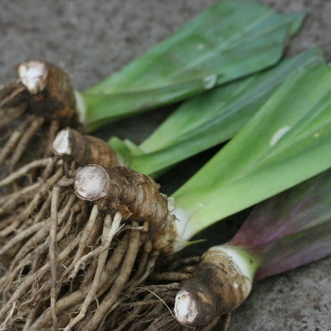 IRIS Violet Icing image 1